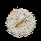 Natural Fossil Shell Loose Stone 1-3mm by GRADELYGEMS for Resin Art, Jewelry Design & Premium Decor