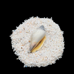 GRADELYGEMS Fossil Shell Gemstone Crushed 0.5-1mm for Ring Inlay, Jewelry Making, Resin Art & Fine Detail Work